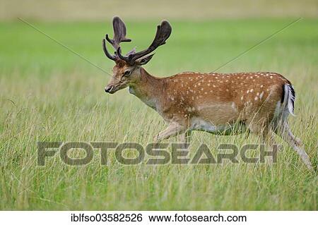 "Fallow Deer (Dama dama) standing on a meadow, captive, Bavaria, Germany, Europe" View Large Photo Image Stock Photograph - "Fallow Deer (Dama dama) standing on a meadow, captive, Bavaria, Germany, Europe". Fotosearch