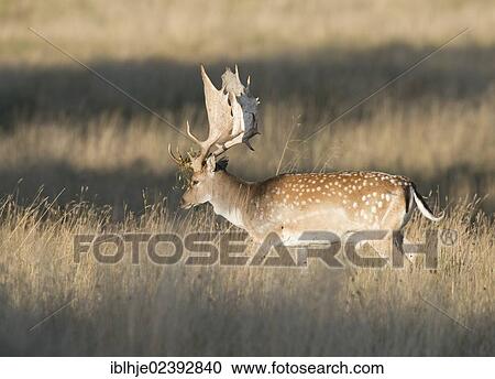 "Fallow Deer (Dama dama), Texel, The Netherlands, Europe" View Large Photo Image Stock Image - "Fallow Deer (Dama dama), Texel, The Netherlands, Europe". Fotosearch