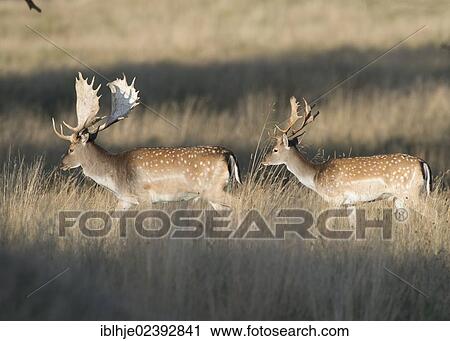 "Fallow Deer (Dama dama), Texel, The Netherlands, Europe" View Large Photo Image Stock Image - "Fallow Deer (Dama dama), Texel, The Netherlands, Europe". Fotosearch
