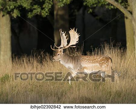 "Fallow Deer (Dama dama), Texel, The Netherlands, Europe" View Large Photo Image Stock Image - "Fallow Deer (Dama dama), Texel, The Netherlands, Europe". Fotosearch