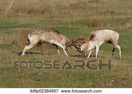 "Fallow Deer (Dama dama), two bucks, fighting during rutting season, Leicestershire, England, United Kingdom, Europe" View Large Photo Image Stock Photo - "Fallow Deer (Dama dama), two bucks, fighting during rutting season, Leicestershire, England, United Kingdom, Europe". Fotosearch
