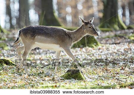 Stock Photography - "Fallow deer (Dama dama), Wild- und Freizeitpark Allensbach wildlife and leisure park, Allensbach, Baden-Wurttemberg, Germany, Europe". Fotosearch