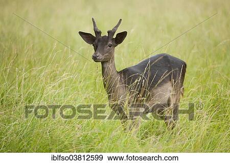 "Fallow Deer (Dama dama), young buck, spike, standing on a meadow, captive, Bavaria, Germany, Europe" View Large Photo Image Stock Photo - "Fallow Deer (Dama dama), young buck, spike, standing on a meadow, captive, Bavaria, Germany, Europe". Fotosearch