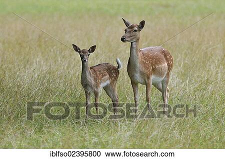 "Fallow deers (Dama dama), a doe with a fawn, at a game reserve, Lower Saxony, Germany, Europe" View Large Photo Image Stock Image - "Fallow deers (Dama dama), a doe with a fawn, at a game reserve, Lower Saxony, Germany, Europe". Fotosearch