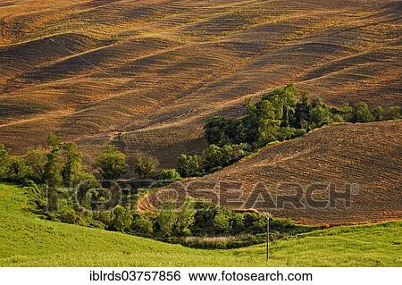 "Fallow field with a ditch where trees are growing, Pievina, Asciano, Province of Siena, Tuscany, Italy, Europe" View Large Photo Image Stock Photograph - "Fallow field with a ditch where trees are growing, Pievina, Asciano, Province of Siena, Tuscany, Italy, Europe". Fotosearch