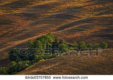 Stock Photography - "Fallow field with a ditch where trees are growing, Pievina, Asciano, Province of Siena, Tuscany, Italy, Europe". Fotosearch