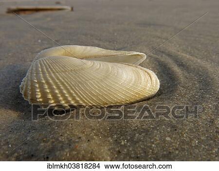 "False Angel Wing or American Piddock (Petricola pholadiformis), Amrum, North Frisian Islands, Schleswig-Holstein, Germany, Europe" View Large Photo Image Picture - "False Angel Wing or American Piddock (Petricola pholadiformis), Amrum, North Frisian Islands, Schleswig-Holstein, Germany, Europe". Fotosearch