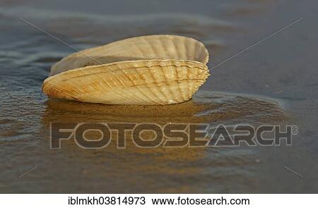 "False Angel Wing or American Piddock (Petricola pholadiformis), Amrum, North Frisian Islands, Schleswig-Holstein, Germany, Europe" View Large Photo Image Stock Image - "False Angel Wing or American Piddock (Petricola pholadiformis), Amrum, North Frisian Islands, Schleswig-Holstein, Germany, Europe". Fotosearch