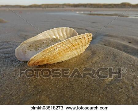 "False Angel Wing or American Piddock (Petricola pholadiformis), Amrum, North Frisian Islands, Schleswig-Holstein, Germany, Europe" View Large Photo Image Stock Image - "False Angel Wing or American Piddock (Petricola pholadiformis), Amrum, North Frisian Islands, Schleswig-Holstein, Germany, Europe". Fotosearch