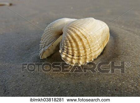 "False Angel Wing or American Piddock (Petricola pholadiformis), Amrum, North Frisian Islands, Schleswig-Holstein, Germany, Europe" View Large Photo Image Stock Image - "False Angel Wing or American Piddock (Petricola pholadiformis), Amrum, North Frisian Islands, Schleswig-Holstein, Germany, Europe". Fotosearch