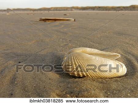 "False Angel Wing or American Piddock (Petricola pholadiformis), Amrum, North Frisian Islands, Schleswig-Holstein, Germany, Europe" View Large Photo Image Stock Photography - "False Angel Wing or American Piddock (Petricola pholadiformis), Amrum, North Frisian Islands, Schleswig-Holstein, Germany, Europe". Fotosearch