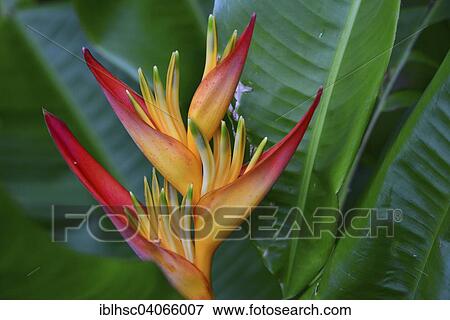 Stock Photo - "False Bird-Of-Paradise (Heliconia psittacorum), Heliconia hybrid, tropical plant, Reunion, Africa". Fotosearch