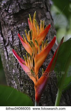 "False Bird-Of-Paradise (Heliconia psittacorum), Heliconia hybrid, tropical plant, Reunion, Africa" View Large Photo Image Stock Photography - "False Bird-Of-Paradise (Heliconia psittacorum), Heliconia hybrid, tropical plant, Reunion, Africa". Fotosearch