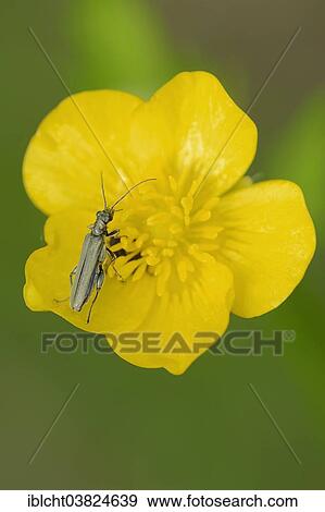"False Blister Beetle or Pollen-Feeding Beetle (Oedemera virescens) on a Tall Buttercup (Ranunculus acris), North Rhine-Westphalia, Germany, Europe" View Large Photo Image Stock Photo - "False Blister Beetle or Pollen-Feeding Beetle (Oedemera virescens) on a Tall Buttercup (Ranunculus acris), North Rhine-Westphalia, Germany, Europe". Fotosearch