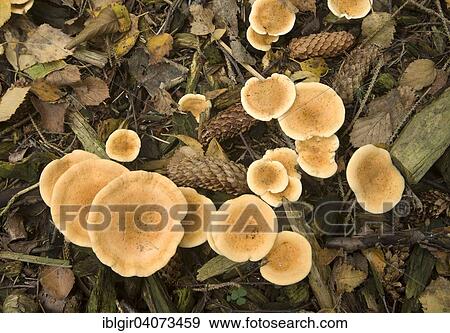 False Chanterelle (Hygrophoropsis aurantiaca) View Large Photo Image Stock Photo - False Chanterelle (Hygrophoropsis aurantiaca). Fotosearch