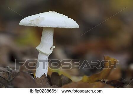 "False Death-cap (Amanita citrina), fruiting body, growing amongst leaf litter, Clumber Park, Nottinghamshire, England, United Kingdom, Europe" View Large Photo Image Stock Image - "False Death-cap (Amanita citrina), fruiting body, growing amongst leaf litter, Clumber Park, Nottinghamshire, England, United Kingdom, Europe". Fotosearch