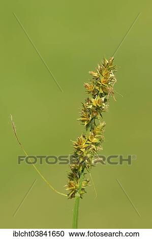 "False Fox-sedge (Carex otrubae), North Rhine-Westphalia, Germany, Europe" View Large Photo Image Stock Image - "False Fox-sedge (Carex otrubae), North Rhine-Westphalia, Germany, Europe". Fotosearch