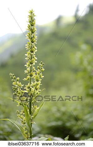 "False Helleborine or White Hellebore (Veratrum album), Oberstdorf, Oberallgau, Allgau, Swabia, Bavaria, Germany, Europe" View Large Photo Image Stock Photograph - "False Helleborine or White Hellebore (Veratrum album), Oberstdorf, Oberallgau, Allgau, Swabia, Bavaria, Germany, Europe". Fotosearch