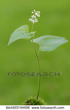 "False lily of the valley or May lily (Maianthemum bifolium), North Rhine-Westphalia, Germany, Europe" View Large Photo Image Stock Photograph - "False lily of the valley or May lily (Maianthemum bifolium), North Rhine-Westphalia, Germany, Europe". Fotosearch