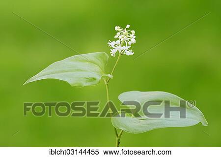 "False lily of the valley or May lily (Maianthemum bifolium), North Rhine-Westphalia, Germany, Europe" View Large Photo Image Stock Photography - "False lily of the valley or May lily (Maianthemum bifolium), North Rhine-Westphalia, Germany, Europe". Fotosearch