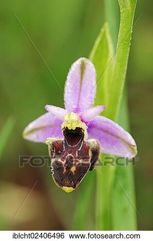 "False Woodcock Bee-orchid or Woodcock Orchid (Ophrys linearis, Ophrys pseudoscolopax), Provence, Southern France, France, Europe" View Large Photo Image Stock Photograph - "False Woodcock Bee-orchid or Woodcock Orchid (Ophrys linearis, Ophrys pseudoscolopax), Provence, Southern France, France, Europe". Fotosearch