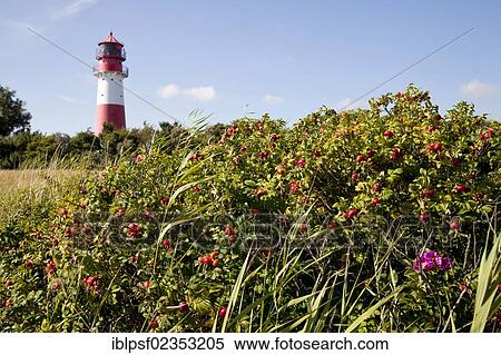 "Falshoeft Lighthouse at the Baltic Sea near Pommerby, Schleswig-Holstein, Germany, Europe" View Large Photo Image Stock Photography - "Falshoeft Lighthouse at the Baltic Sea near Pommerby, Schleswig-Holstein, Germany, Europe". Fotosearch