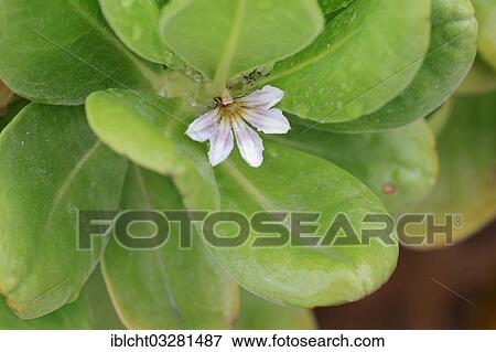 Stock Photo - "Fan-Flower, Beachberry or Inkberry (Scaevola plumieri), flower and leaves, Sanibel Island, Florida, United States, North America". Fotosearch