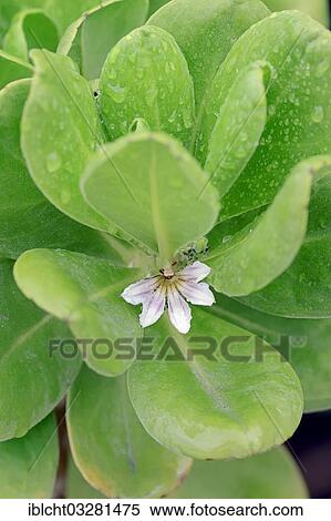 Stock Photography - "Fan-Flower, Beachberry or Inkberry (Scaevola plumieri), flower and leaves, Sanibel Island, Florida, United States, North America". Fotosearch