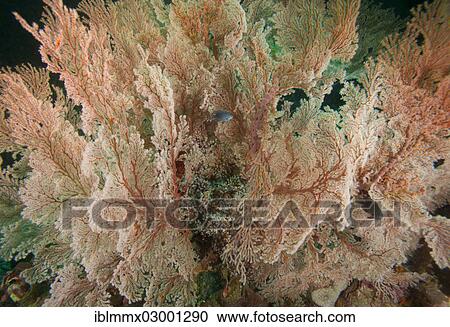 Stock Image - "Fan-shaped Gorgonian (Scleraxonia), Aranjuez, Cebu, Philippines, Asia". Fotosearch