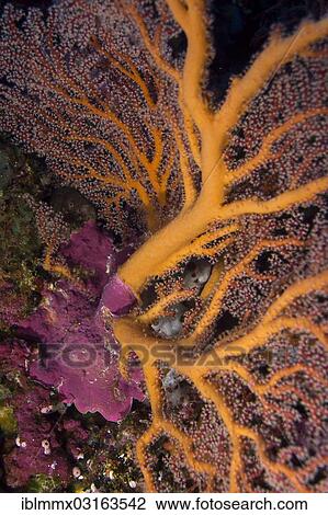 "Fan-shaped Gorgonian (Scleraxonia), Batasan, San Jose, Mimaropa, Philippines, Asia" View Large Photo Image Stock Image - "Fan-shaped Gorgonian (Scleraxonia), Batasan, San Jose, Mimaropa, Philippines, Asia". Fotosearch