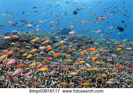 "Fancy Basses (Anthiinae), Great Barrier Reef, UNESCO World Natural Heritage Site, Pacific Ocean, Queensland, Australia, Oceania" View Large Photo Image Stock Photo - "Fancy Basses (Anthiinae), Great Barrier Reef, UNESCO World Natural Heritage Site, Pacific Ocean, Queensland, Australia, Oceania". Fotosearch