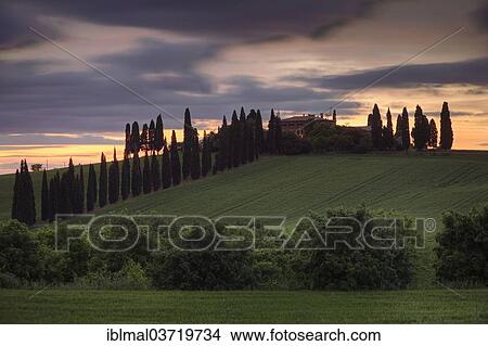 "Farm house surrounded by cypress trees in the evening, Val d'Orcia region, Province of Siena, Tuscany, Italy, Europe" View Large Photo Image Picture - "Farm house surrounded by cypress trees in the evening, Val d'Orcia region, Province of Siena, Tuscany, Italy, Europe". Fotosearch