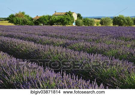 "Farm in lavender field (Lavandula angustifolia), Valensole, Departement Alpes-de-Haute-Provence, Provence-Alpes-Cote d'Â’Azur, France, Europe" View Large Photo Image Picture - "Farm in lavender field (Lavandula angustifolia), Valensole, Departement Alpes-de-Haute-Provence, Provence-Alpes-Cote d'Â’Azur, France, Europe". Fotosearch