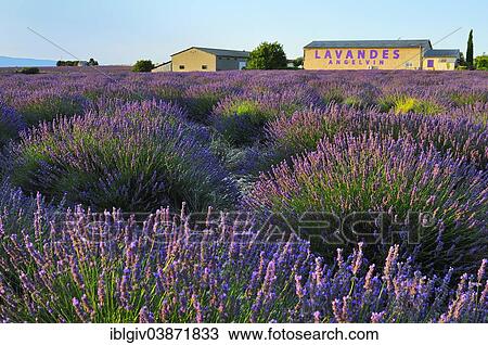 Stock Image - "Farm, lavender fields (Lavandula angustifolia), Valensole, Departement Alpes-de-Haute-Provence, Provence-Alpes-Cote d'Â’Azur, France, Europe". Fotosearch