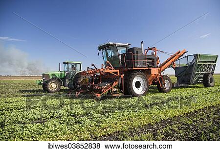 Stock Photo - "Farm machinery harvesting radishes at Roth Farms, Belle Glade, Florida, United States, North America". Fotosearch