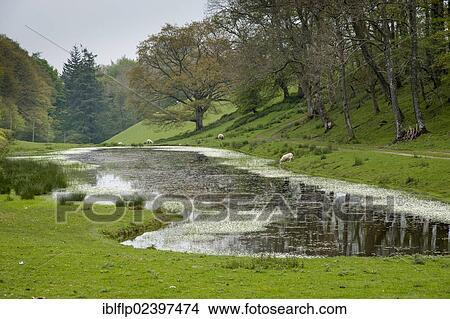 "Farm pond with sheep drinking, Shopshire, England, United Kingdom, Europe" View Large Photo Image Picture - "Farm pond with sheep drinking, Shopshire, England, United Kingdom, Europe". Fotosearch