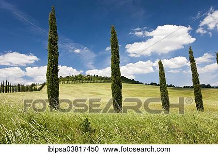 Stock Image - "Farm with cypress trees, Siena Province, Tuscany, Italy, Europe". Fotosearch