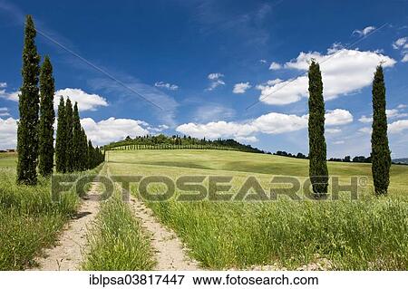 Stock Photo - "Farm with cypress trees, Siena Province, Tuscany, Italy, Europe". Fotosearch