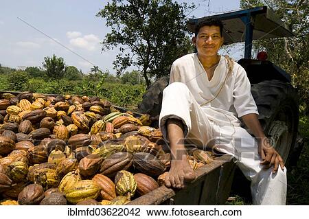 "Farm worker harvesting cocoa fruits at the Hacianda Cacaotera """"Jesus Maria"""", Comalcalco, Tabasco, Mexico, North America" View Large Photo Image Stock Image - "Farm worker harvesting cocoa fruits at the Hacianda Cacaotera """"Jesus Maria"""", Comalcalco, Tabasco, Mexico, North America". Fotosearch
