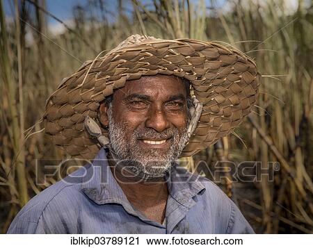 "Farm worker standing on a field of sugar cane, Sigatoka, Viti Levu, Fiji, Oceania" View Large Photo Image Stock Image - "Farm worker standing on a field of sugar cane, Sigatoka, Viti Levu, Fiji, Oceania". Fotosearch