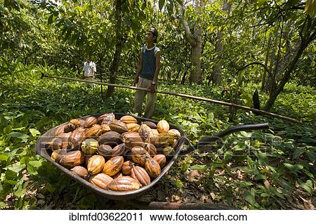 "Farm workers harvesting cocoa fruits, Hacianda Cacaotera """"Jesus Maria"""", Comalcalco, Tabasco, Mexico, North America" View Large Photo Image Stock Image - "Farm workers harvesting cocoa fruits, Hacianda Cacaotera """"Jesus Maria"""", Comalcalco, Tabasco, Mexico, North America". Fotosearch