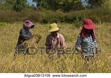 "Farm workers harvesting rice, Battambang, Cambodia, Asia" View Large Photo Image Stock Photo - "Farm workers harvesting rice, Battambang, Cambodia, Asia". Fotosearch