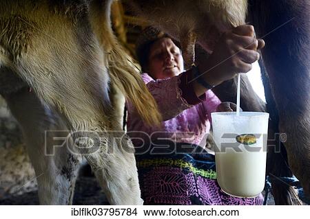 "Farmer, 39 years, milking a cow, Union Potrero, Quispillaccta, Ayacucho, Peru, South America" View Large Photo Image Picture - "Farmer, 39 years, milking a cow, Union Potrero, Quispillaccta, Ayacucho, Peru, South America". Fotosearch