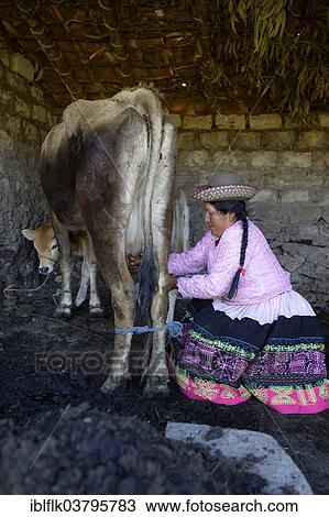 "Farmer, 39 years, milking a cow, Union Potrero, Quispillaccta, Ayacucho, Peru, South America" View Large Photo Image Stock Image - "Farmer, 39 years, milking a cow, Union Potrero, Quispillaccta, Ayacucho, Peru, South America". Fotosearch