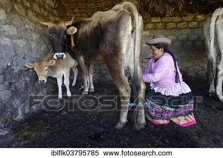 "Farmer, 39 years, milking a cow, Union Potrero, Quispillaccta, Ayacucho, Peru, South America" View Large Photo Image Stock Photography - "Farmer, 39 years, milking a cow, Union Potrero, Quispillaccta, Ayacucho, Peru, South America". Fotosearch