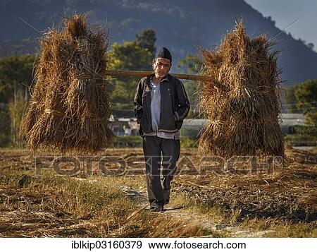 "Farmer bringing back the harvest, Kathmandu Valley, Nepal, Asia" View Large Photo Image Stock Photo - "Farmer bringing back the harvest, Kathmandu Valley, Nepal, Asia". Fotosearch