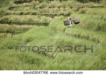 "Farmer carrying two baskets through his rice field, Tetebatu, Lombok island, Nusa Tenggara Barat Province, Indonesia, Asia" View Large Photo Image Stock Photograph - "Farmer carrying two baskets through his rice field, Tetebatu, Lombok island, Nusa Tenggara Barat Province, Indonesia, Asia". Fotosearch