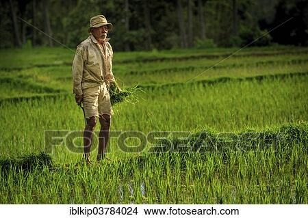 "Farmer checking his rice, Ubud region, Bali, Indonesia, Asia" View Large Photo Image Picture - "Farmer checking his rice, Ubud region, Bali, Indonesia, Asia". Fotosearch