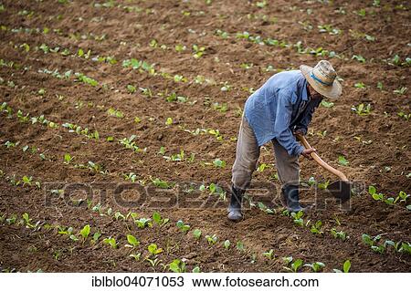 "Farmer cultivating his tobacco field in the Vinales Valley, Pinar del Rio Province, Cuba, North America" View Large Photo Image Stock Image - "Farmer cultivating his tobacco field in the Vinales Valley, Pinar del Rio Province, Cuba, North America". Fotosearch