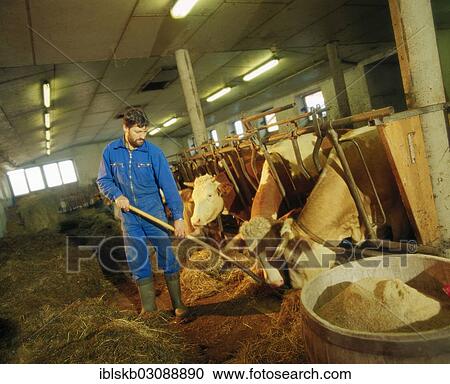 Farmer feeding cows in a barn View Large Photo Image Stock Image - Farmer feeding cows in a barn. Fotosearch